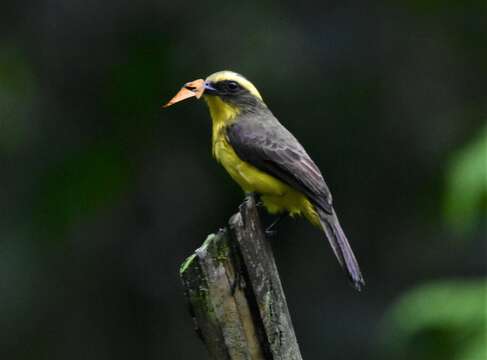 Conopias cinchoneti (Tschudi 1844)的圖片