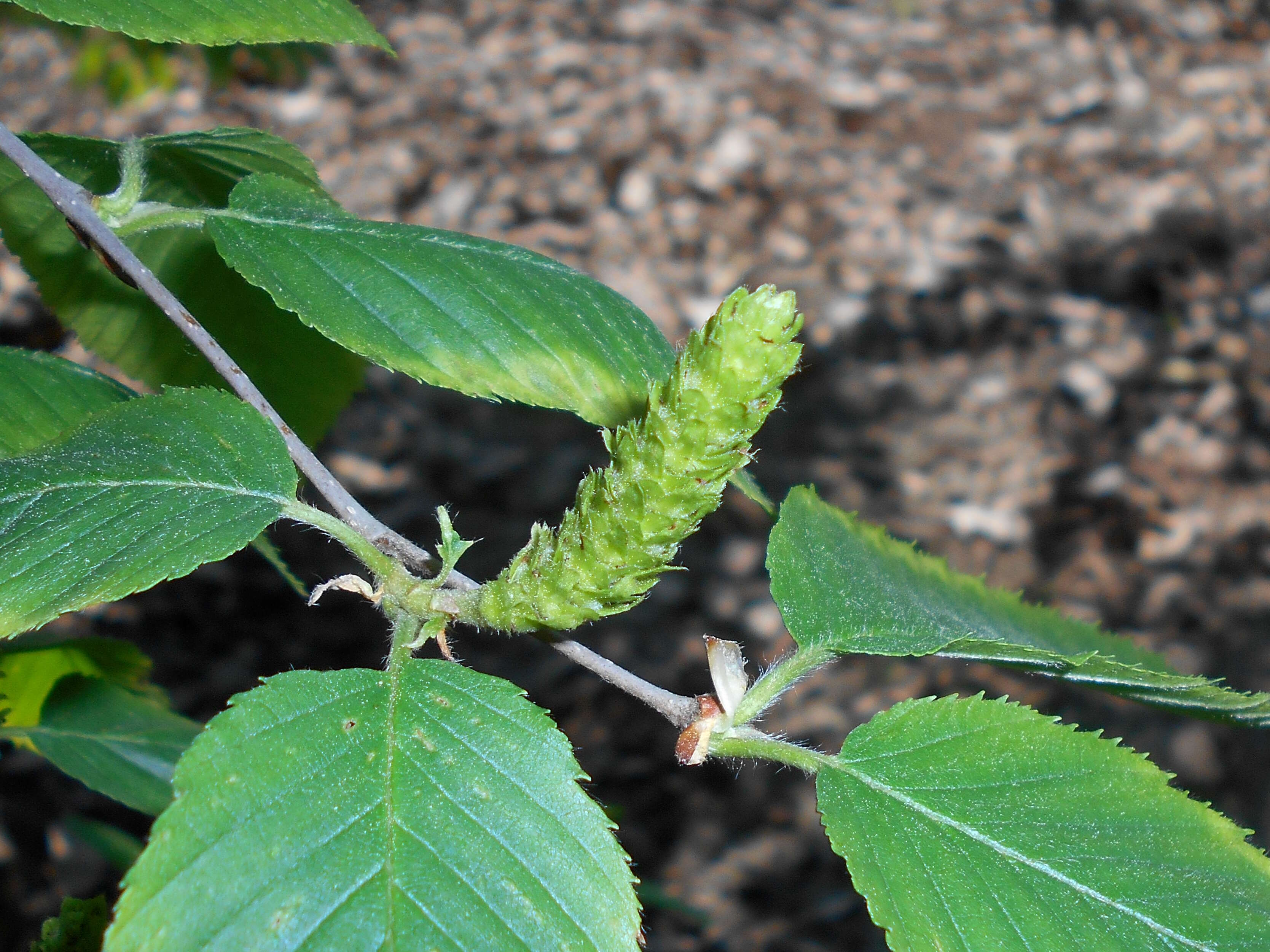 Image of Gray birch