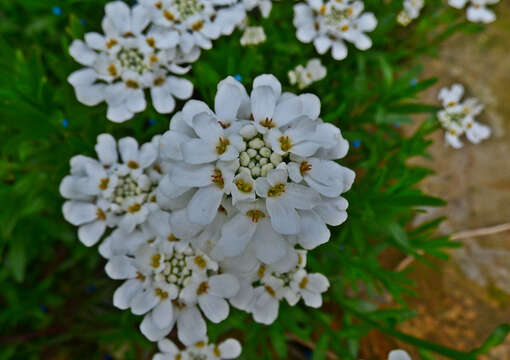 Imagem de Iberis sempervirens L.