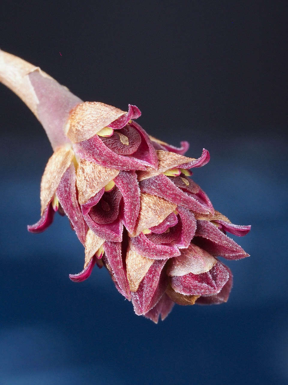 Image of Bulbophyllum aggregatum Bosser