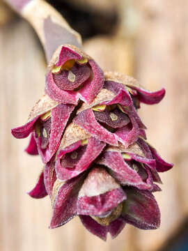 Image of Bulbophyllum aggregatum Bosser