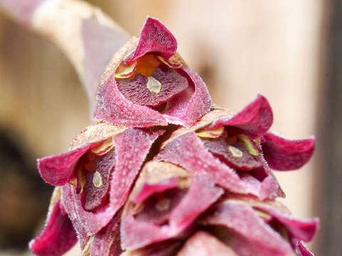 Image of Bulbophyllum aggregatum Bosser