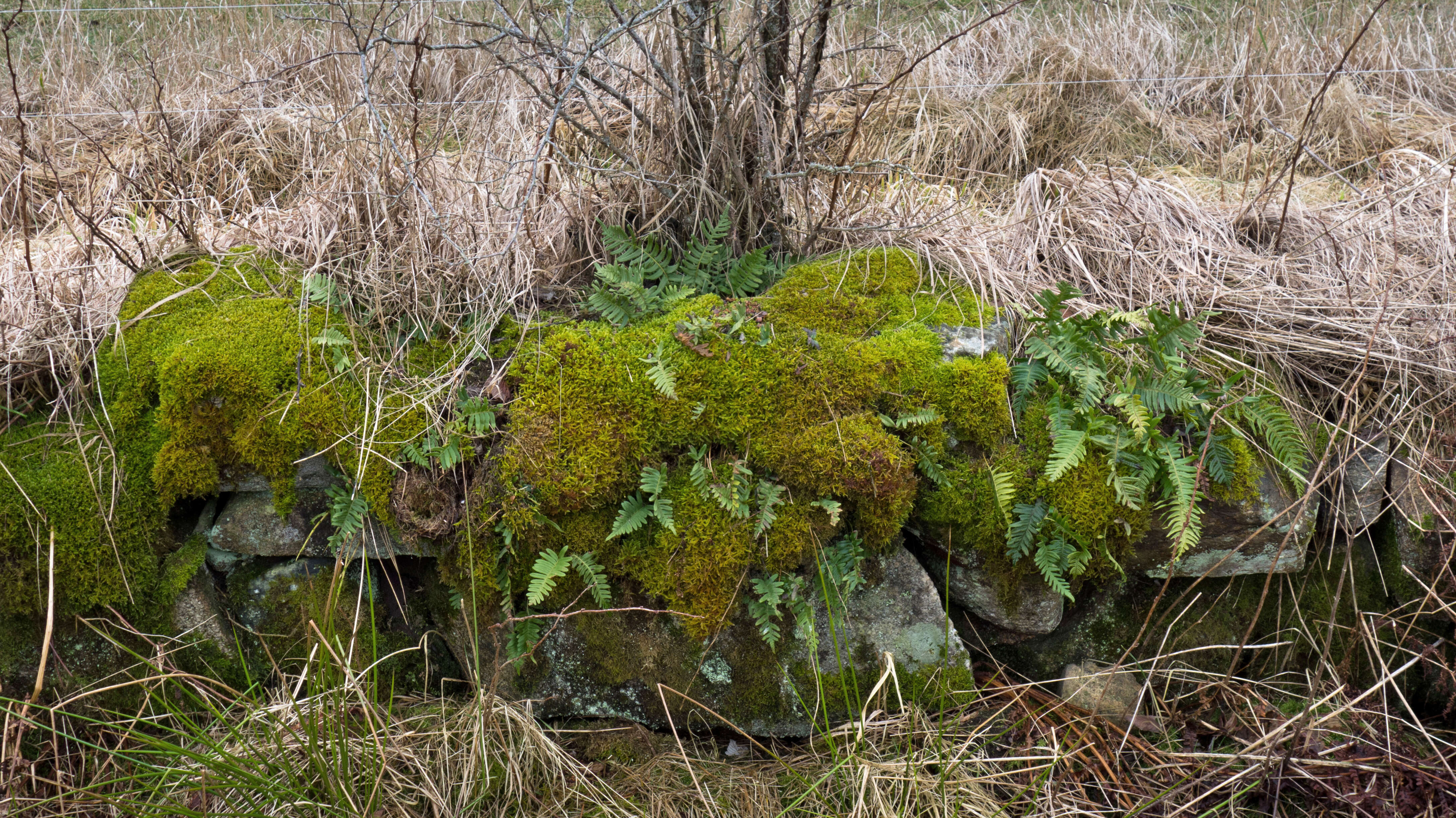 Image of common polypody