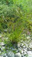 صورة Cyperus imbricatus Retz.