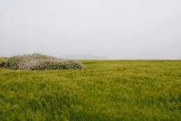 Image of common barley