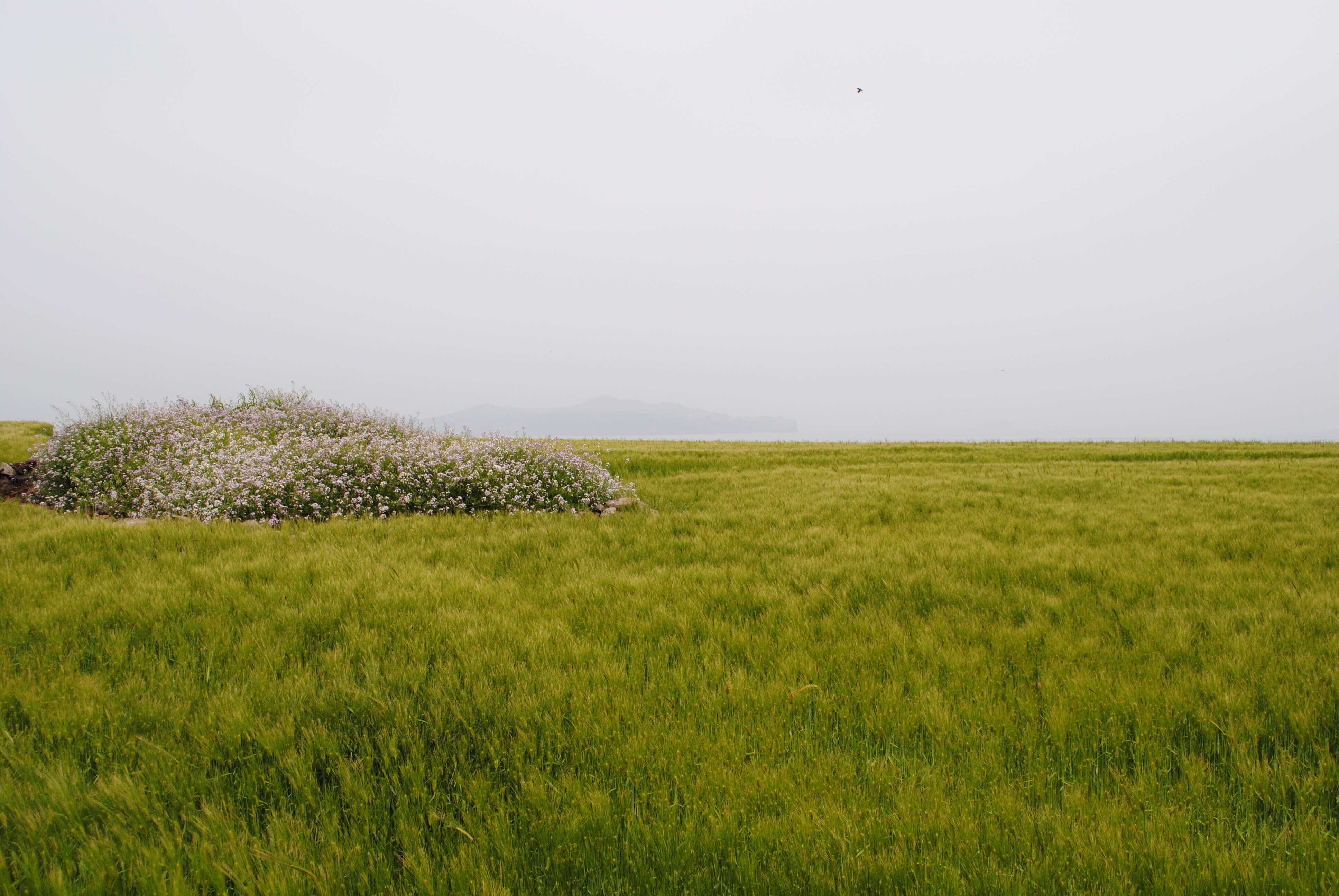 Image of common barley