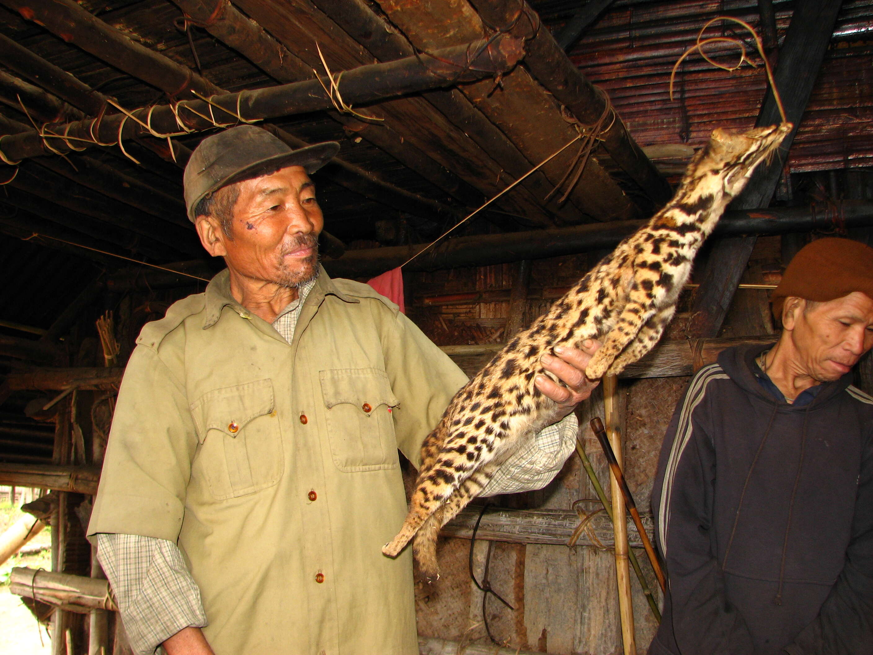 Image of Leopard Cat