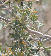 Image of California indigobush