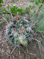 Image of Sclerocactus uncinatus subsp. crassihamatus (F. A. C. Weber) N. P. Taylor