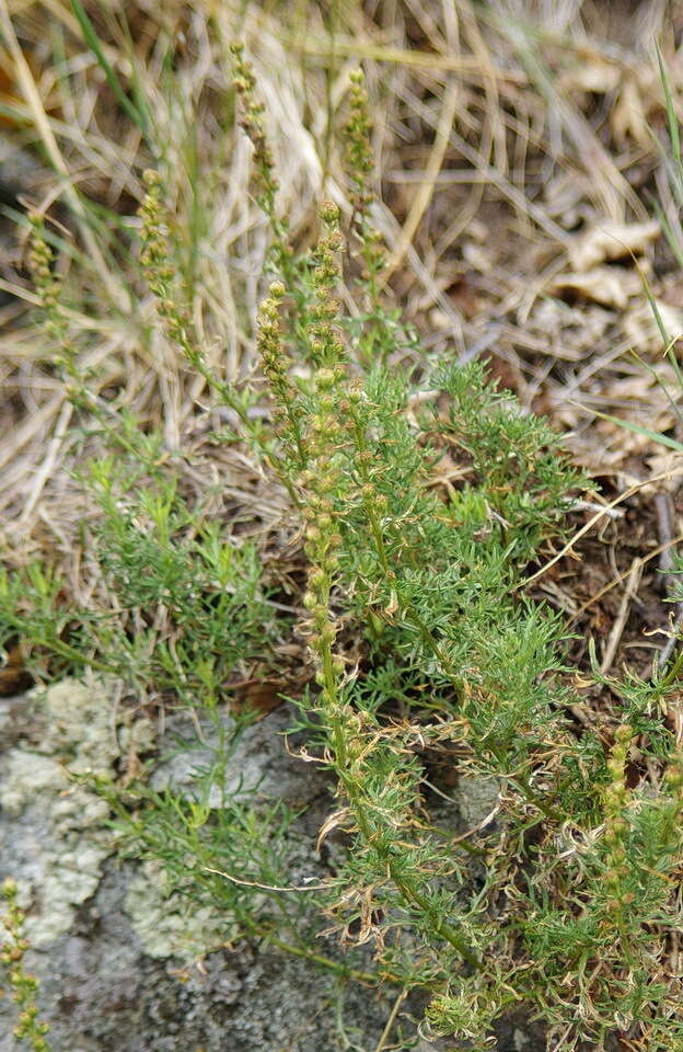 Image of Michaux's wormwood