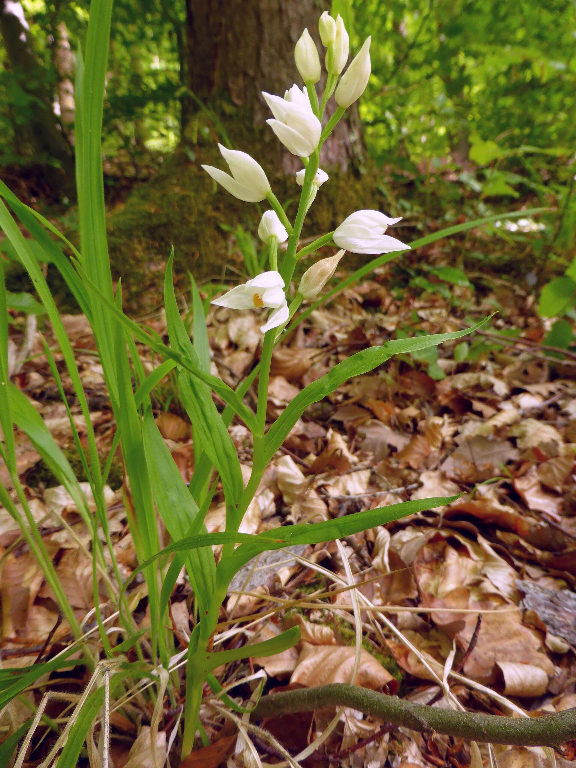 Cephalanthera longifolia (L.) Fritsch resmi