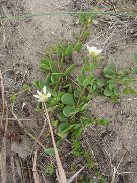 Image de Roepera maritima (Eckl. & Zeyh.) Beier & Thulin