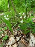 Cephalanthera longifolia (L.) Fritsch resmi