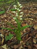 Image of Sword-leaved helleborine