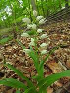 Image of Sword-leaved helleborine