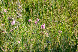 Image of Bog Heather