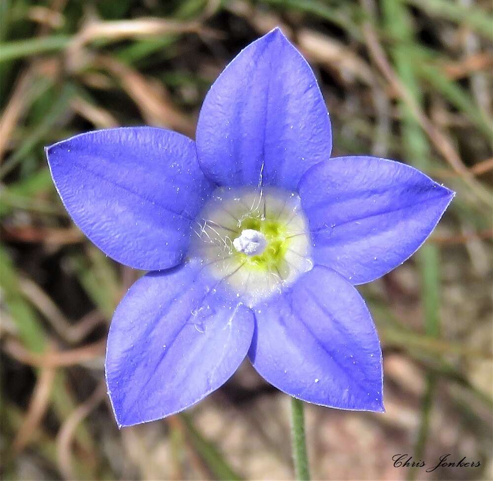 Image of Wahlenbergia graniticola Carolin