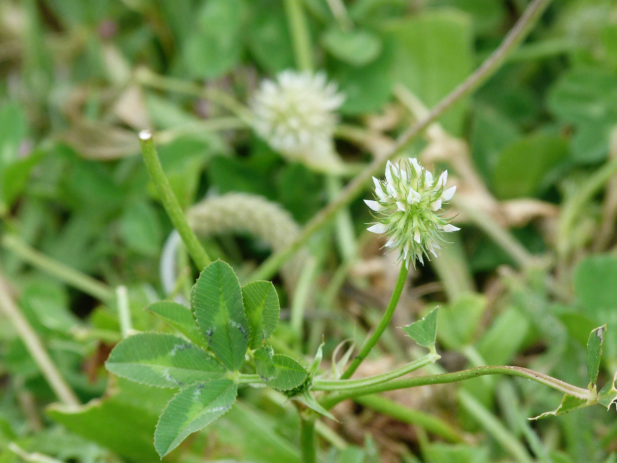 Image of teasel clover