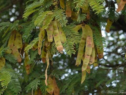 Imagem de Albizia amara (Roxb.) B. Boivin