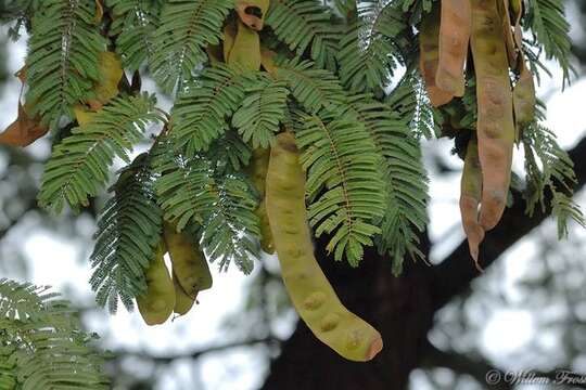 Imagem de Albizia amara (Roxb.) B. Boivin