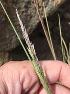 Image of Hawaii Alpine Hair Grass