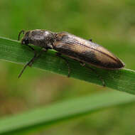 Imagem de <i>Liotrichus umbripennis</i>