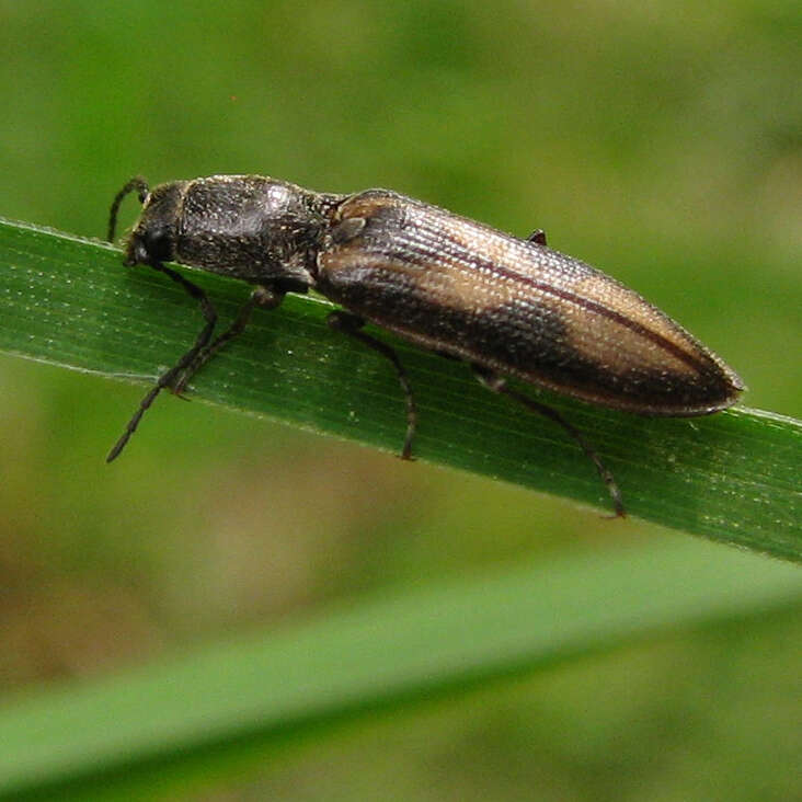 Image of <i>Liotrichus umbripennis</i>