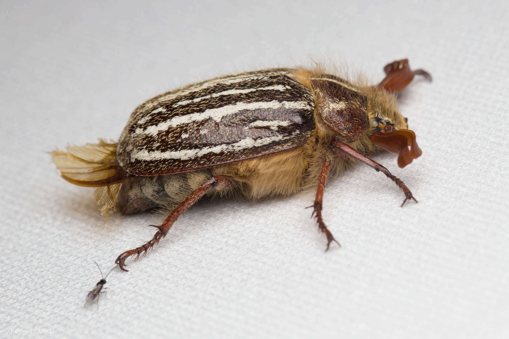 Image de Polyphylla barbata Cazier 1938