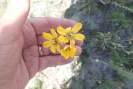 Image of Ixia sarmentosa Goldblatt & J. C. Manning