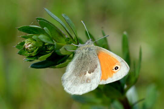 Image of small heath