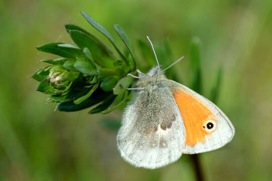 Image of small heath