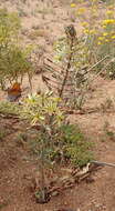 صورة Albuca secunda (Jacq.) J. C. Manning & Goldblatt