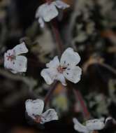 Image of Pelargonium crassicaule L'Her.