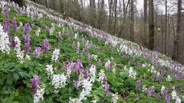 Слика од Corydalis cava (L.) Schweigger & Koerte