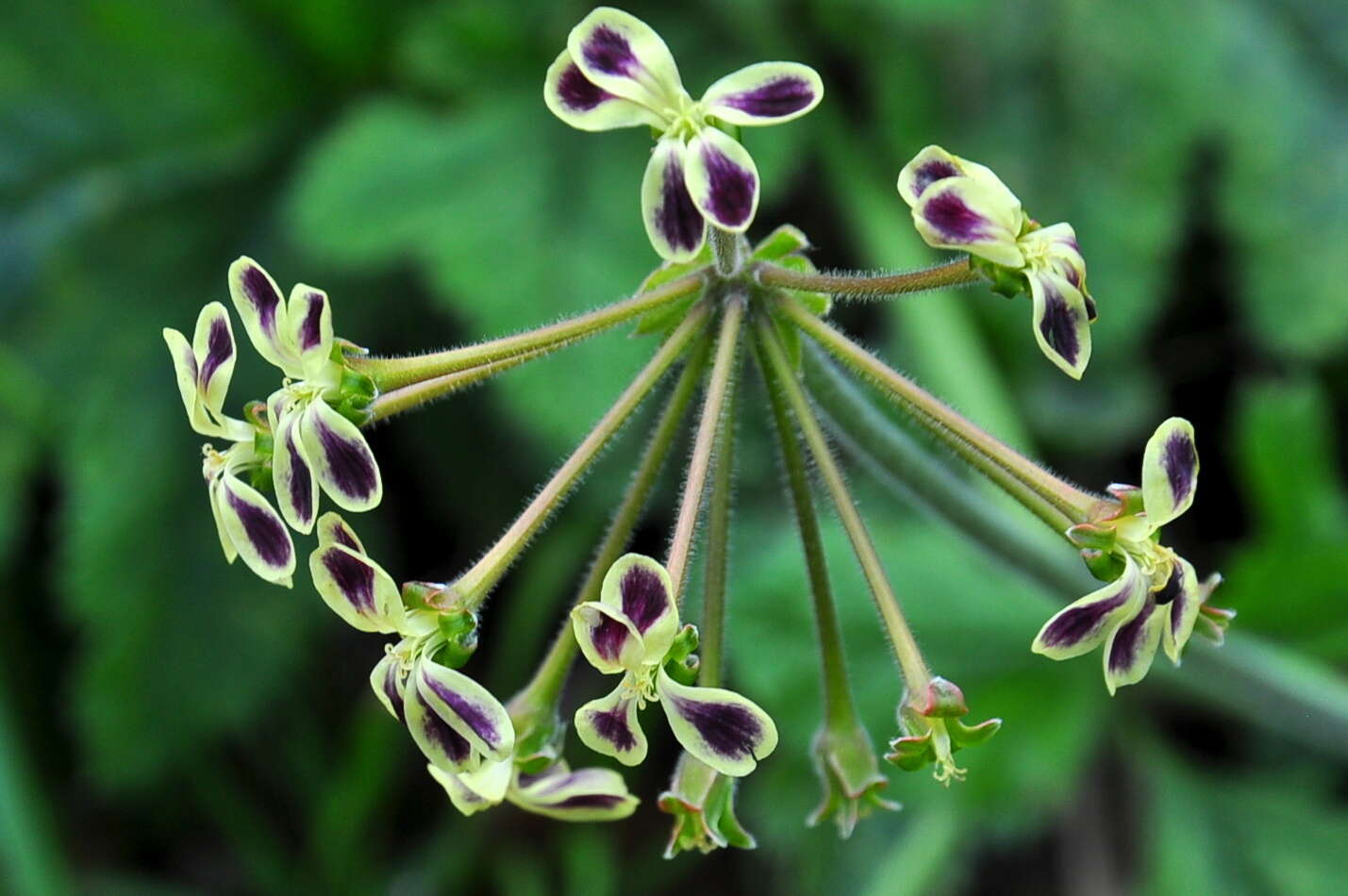 Image of Pelargonium lobatum (Burm. fil.) L'Her.