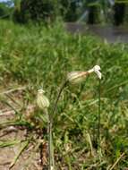 Imagem de Silene latifolia subsp. latifolia