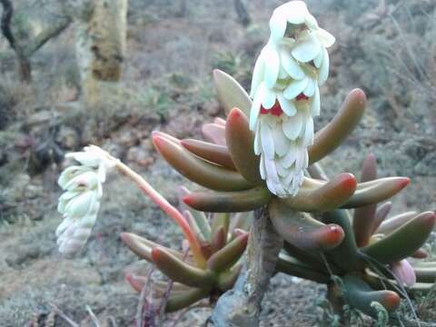 Image of Pachyphytum viride Walther