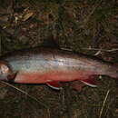 Image of Southern Dolly Varden