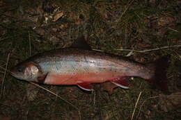 Image of Southern Dolly Varden