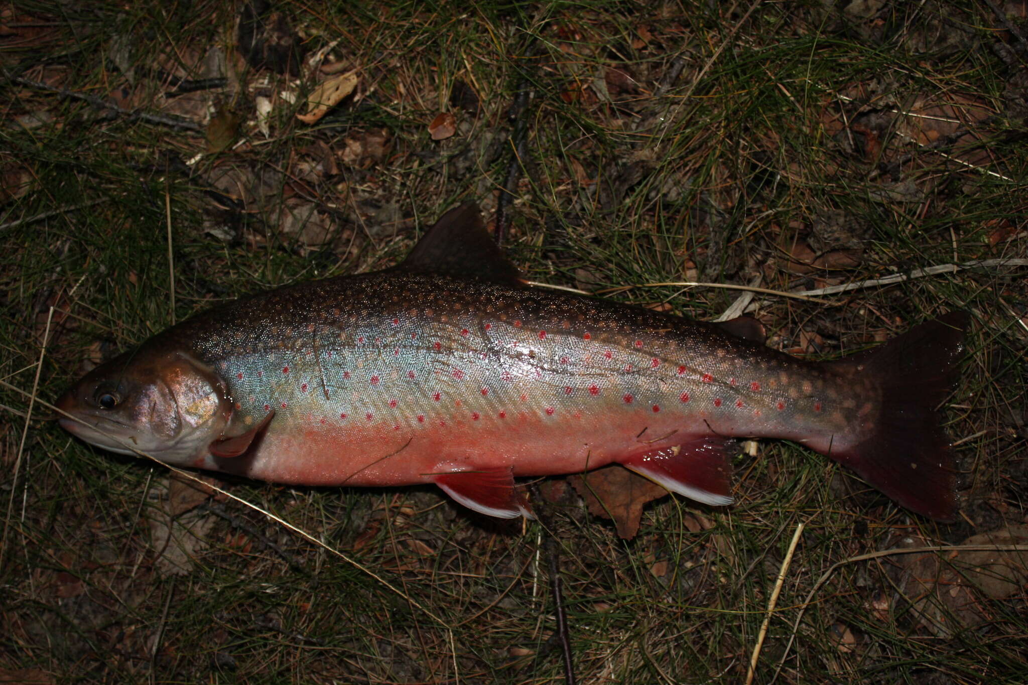 Image of Southern Dolly Varden