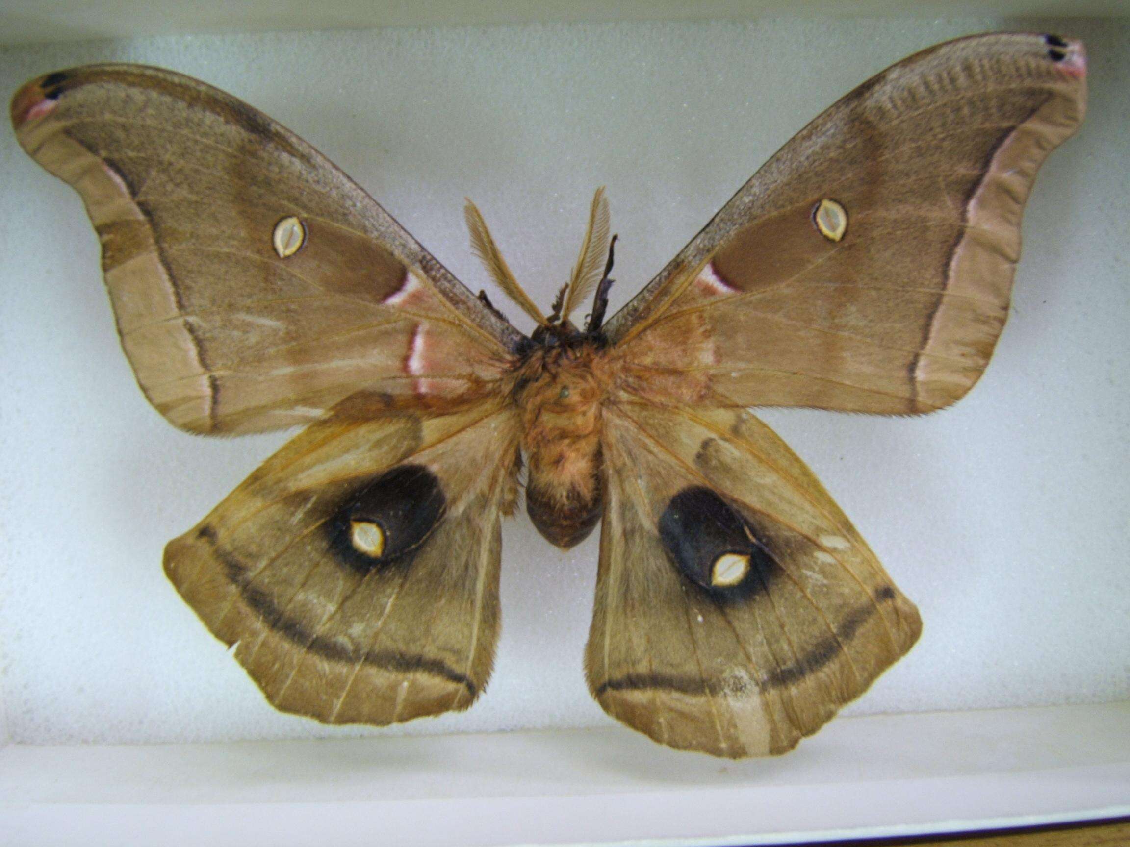 Image of Antheraea subgen. Telea Hübner (1819)