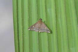 Image of Tarista albiapicalis Schaus 1916