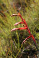 Gladiolus abbreviatus Andrews resmi