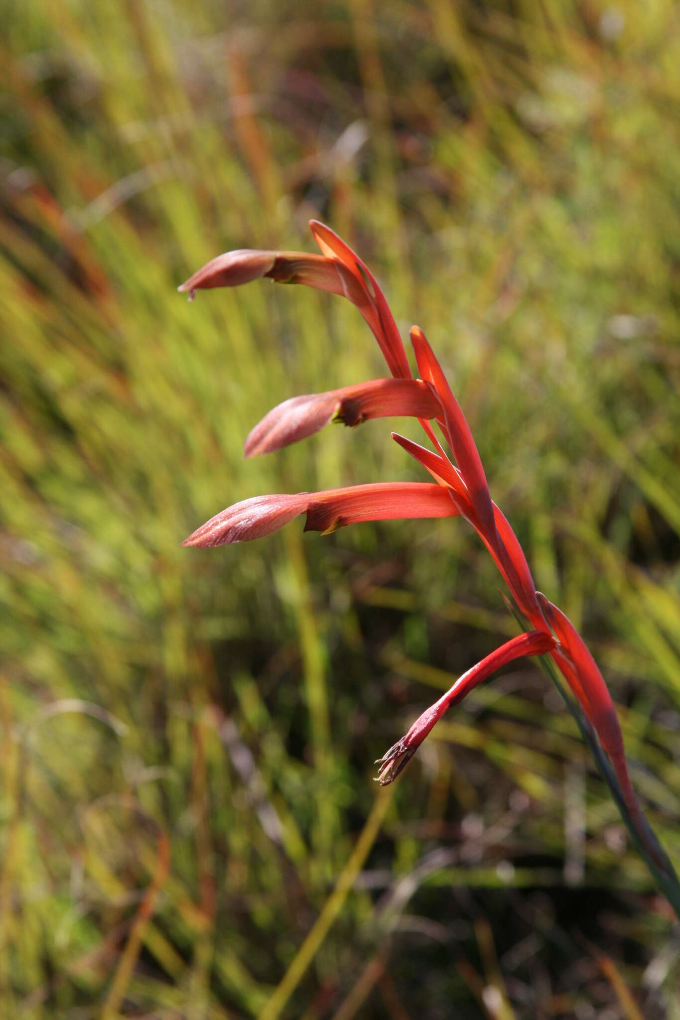 Gladiolus abbreviatus Andrews resmi