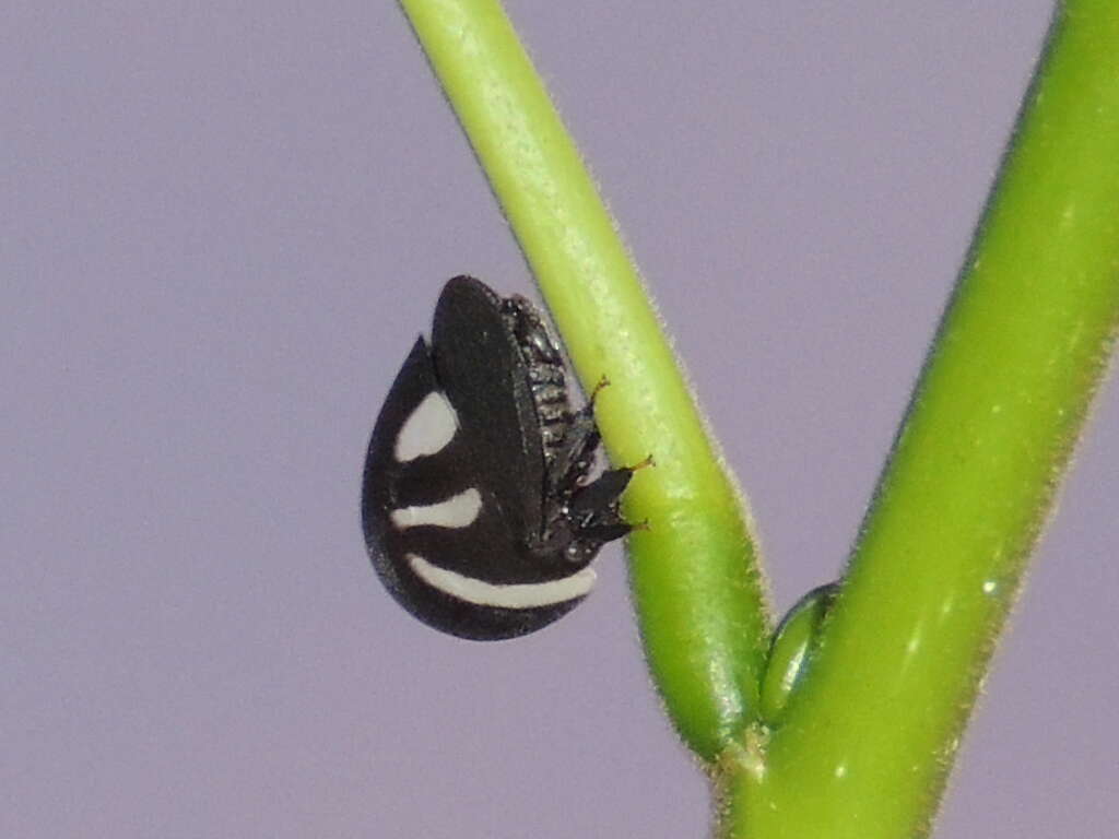 Image of treehoppers