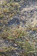 Image of Nevada Bulrush