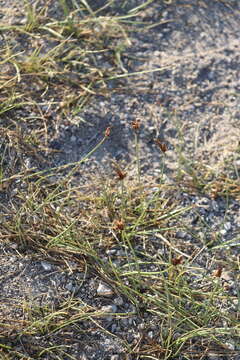 Image of Nevada Bulrush