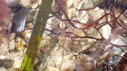 Image of Sea-spider