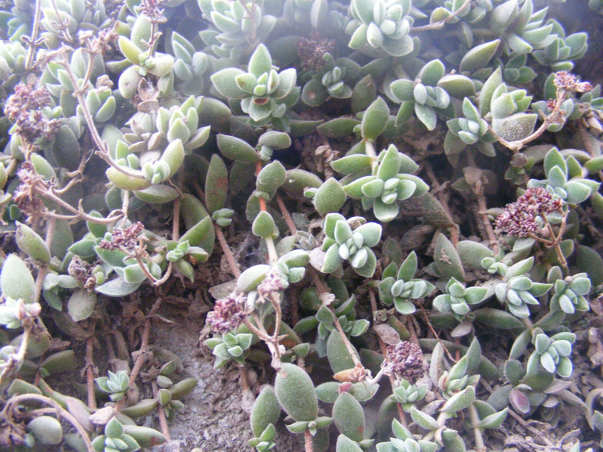 Image of Crassula lanuginosa var. pachystemon (Schönl. & Bak. fil.) Tölken