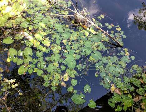 Image of Nymphoides hydrophylla (Loureiro) Kuntze